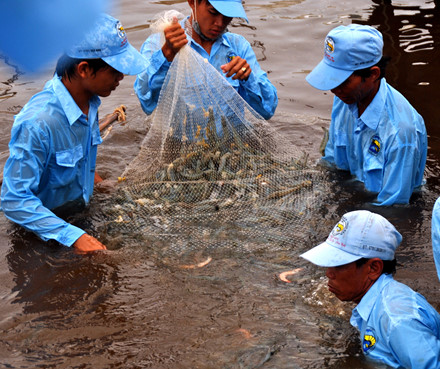 thu hoạch tôm siêu thâm canh