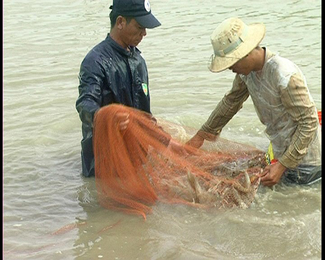 thu tôm sú ở Trà vinh