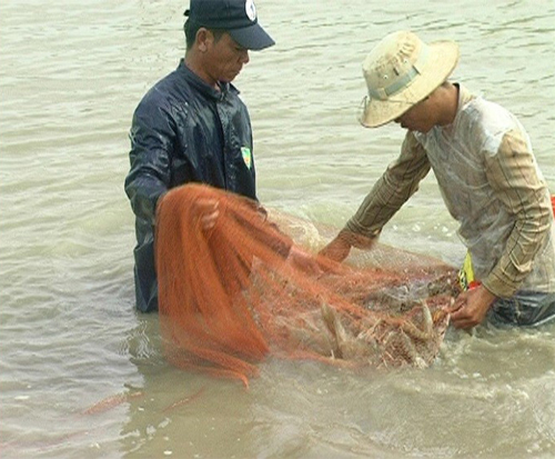 thu tôm sú vụ 1