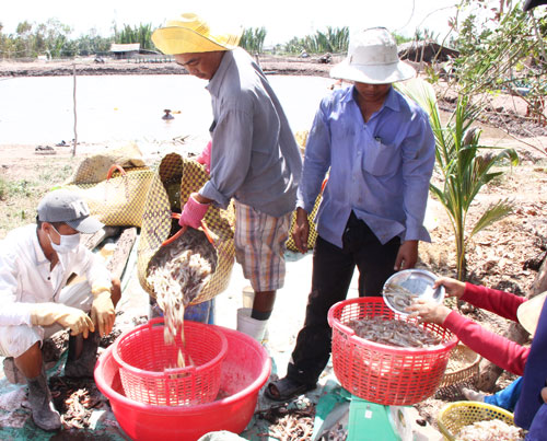 thu tôm thẻ Thạnh Phú