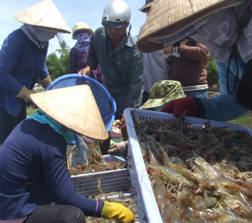 thu tom the chan trang