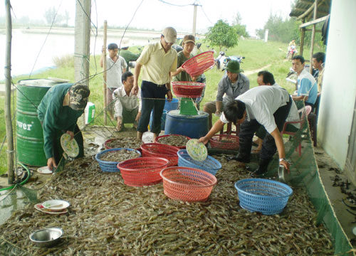 thu tom the chan trang