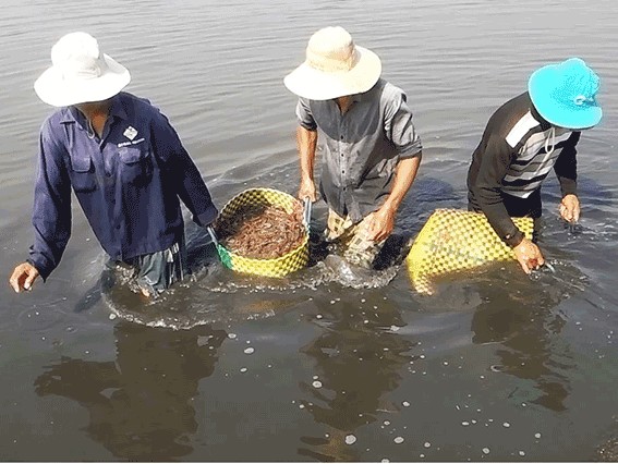 thu tom the o vung tau