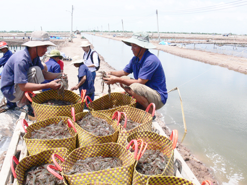 Thu hoạch tôm thẻ