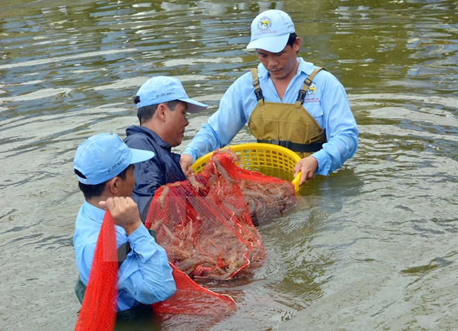 thu tôm trong nhà kính