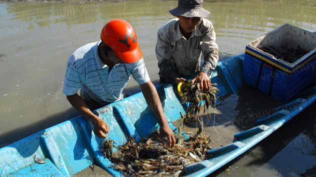 Thu hoạch tôm trong ruộng lúa