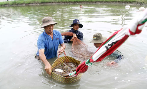 thu hoạch tôm thẻ chân trắng