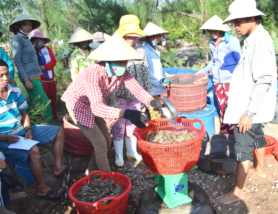 thu tôm vụ 2