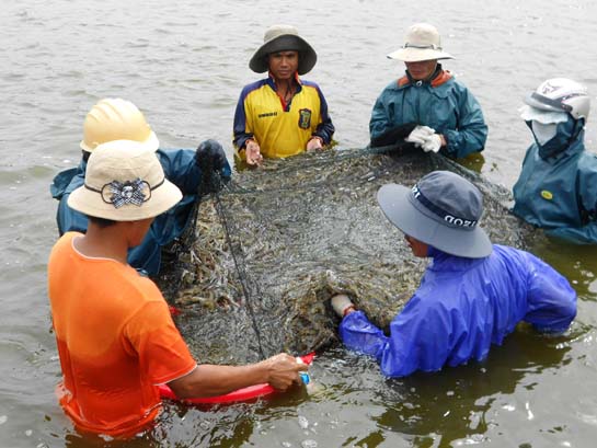 Nếu không cẩn trọng ở khâu chọn con giống, người nuôi sẽ mất cả chì lẫn chài. Ảnh thu hoạch tôm tại Kiên Giang.