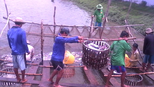 thu hoạch cá tra