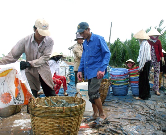 thu hoạch tôm