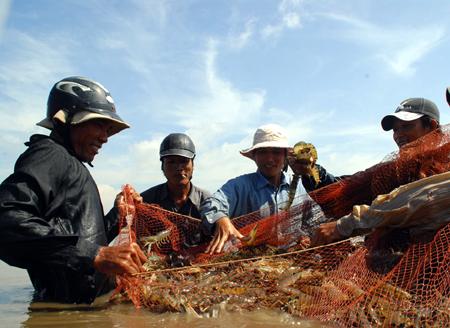 thu hoạch tôm