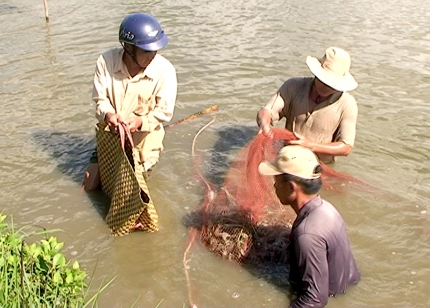 Thu hoạch tôm