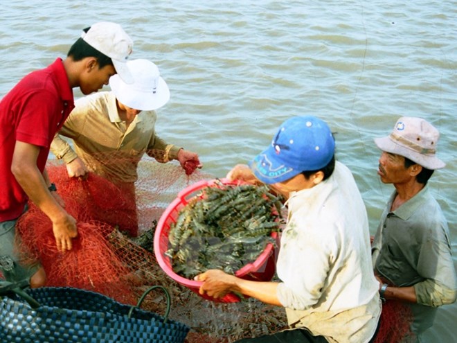 thu hoạch tôm
