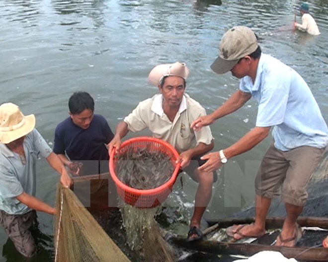thu hoạch tôm Bạc Liêu
