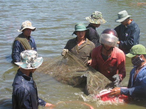 thu hoạch tôm thẻ chân trắng