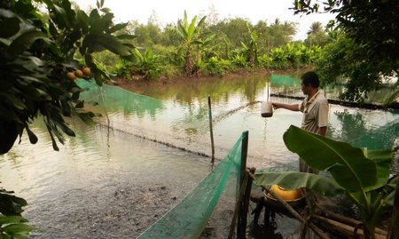 thua lỗ vì cá lóc