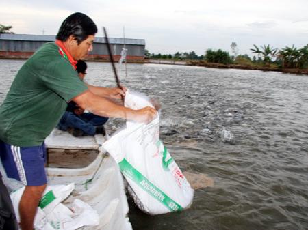 thức ăn cá tra tăng giá