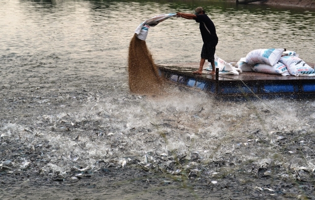 Thức ăn cho cá tra