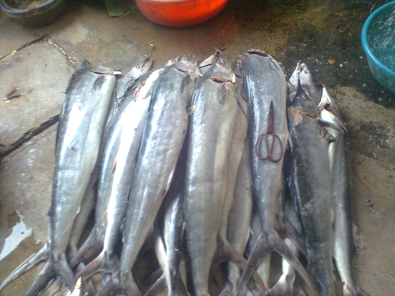 thực phẩm đông lạnh