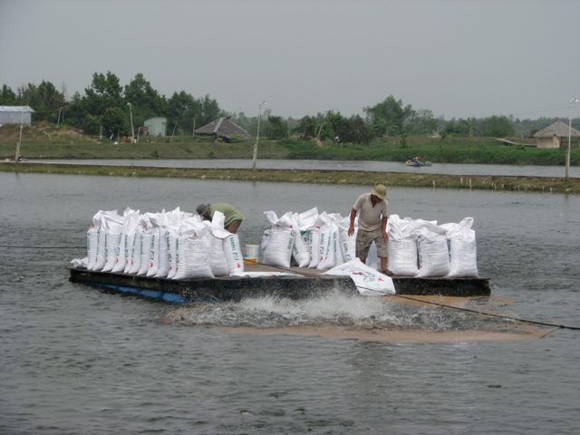 Giá thức ăn thủy sản tăng 7 lần từ đầu năm