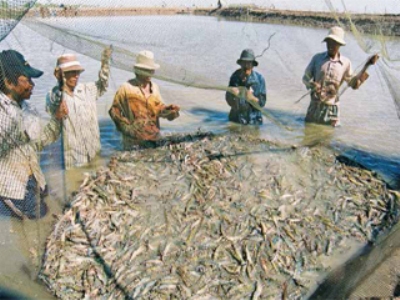 thu hoạch tôm
