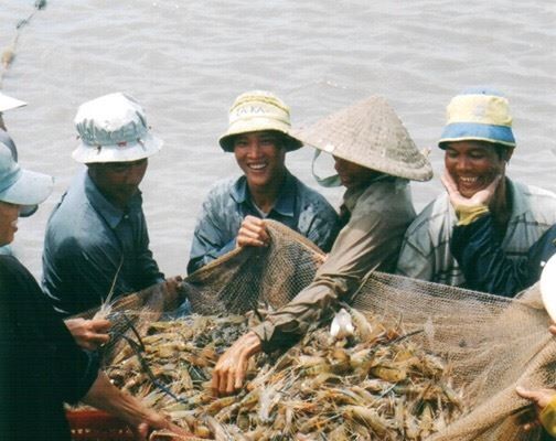 mô hình tôm - lúa