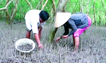 Thu hoạch ốc len dưới tán rừng.