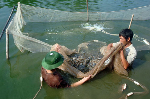 thu hoạch thủy sản