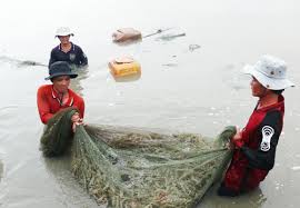 thu hoạch tôm thẻ