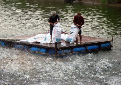 Cá tra Việt không thương hiệu: Lơ là truyền thông, cá bị bôi nhọ
