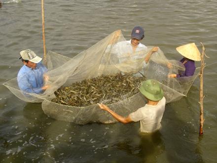 Thu hoạch tôm (Ảnh: nhandan.com.vn)