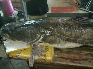 “Thủy quái” sông Mê Kông nặng 112kg ra Hà Nội