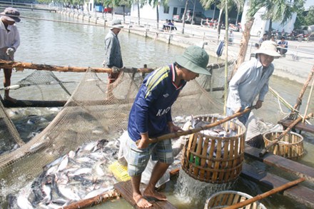 thủy sản đau ốm