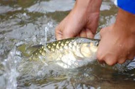 thủy sản nhiễm estrogen