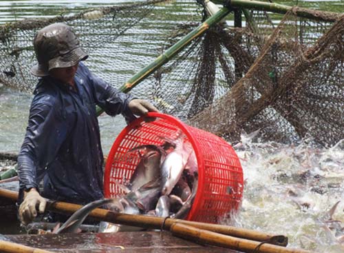 Tại khu vực ĐBSCL, thủy sản thất thu hàng tỷ USD do biến đổi khí hậu.