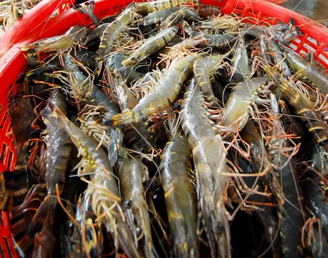 tôm sú