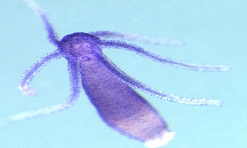 thủy tức nước ngọt