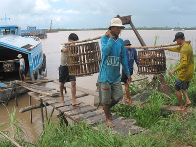 thu hoạch cá tra