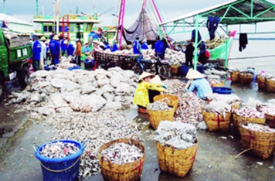 Nhận thức của ngư dân về bảo quản hạn chế khiến chất lượng hải sản suy giảm, gây tổn thất lớn.