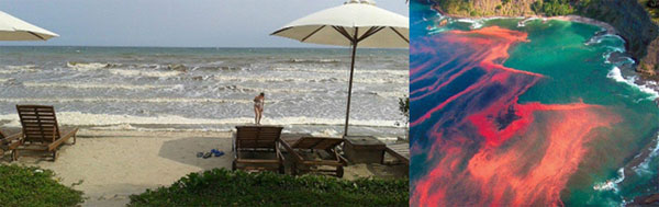 thủy triều đỏ