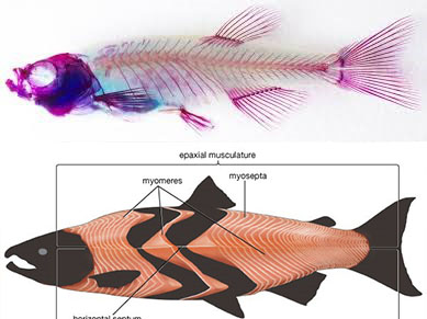 Tỷ lệ cơ/xương - đặc điểm quan trọng trong lai tạo giống cá