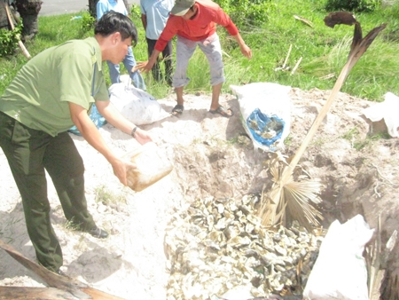 Tiêu hủy khô cá tra ở An Giang.