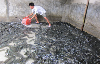 Lạ mà hay Nuôi cá lóc đầu nhím ở bể xi măng thu hàng trăm triệu