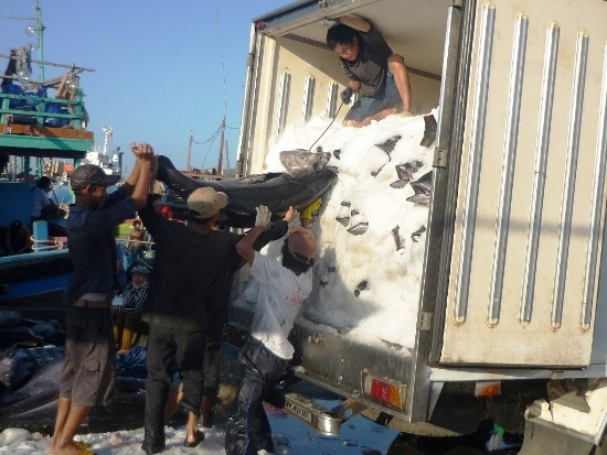 tieu thu ca ngu dai duong