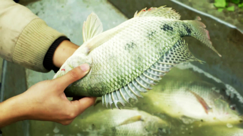 tìm nguồn ra cho cá rô phi