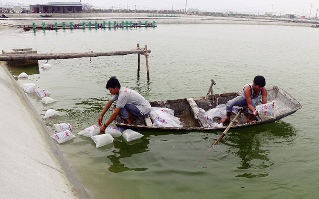 Tín hiệu mừng từ nuôi tôm