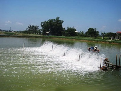 tinh hinh nuoi tom