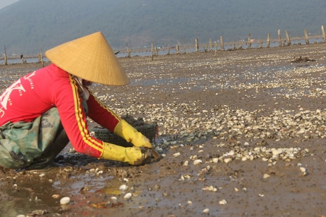 tinh trang ngao chet