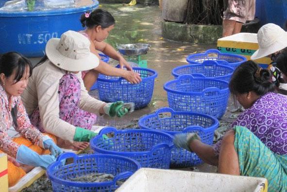 Nợ nần đeo bám người nuôi tôm
